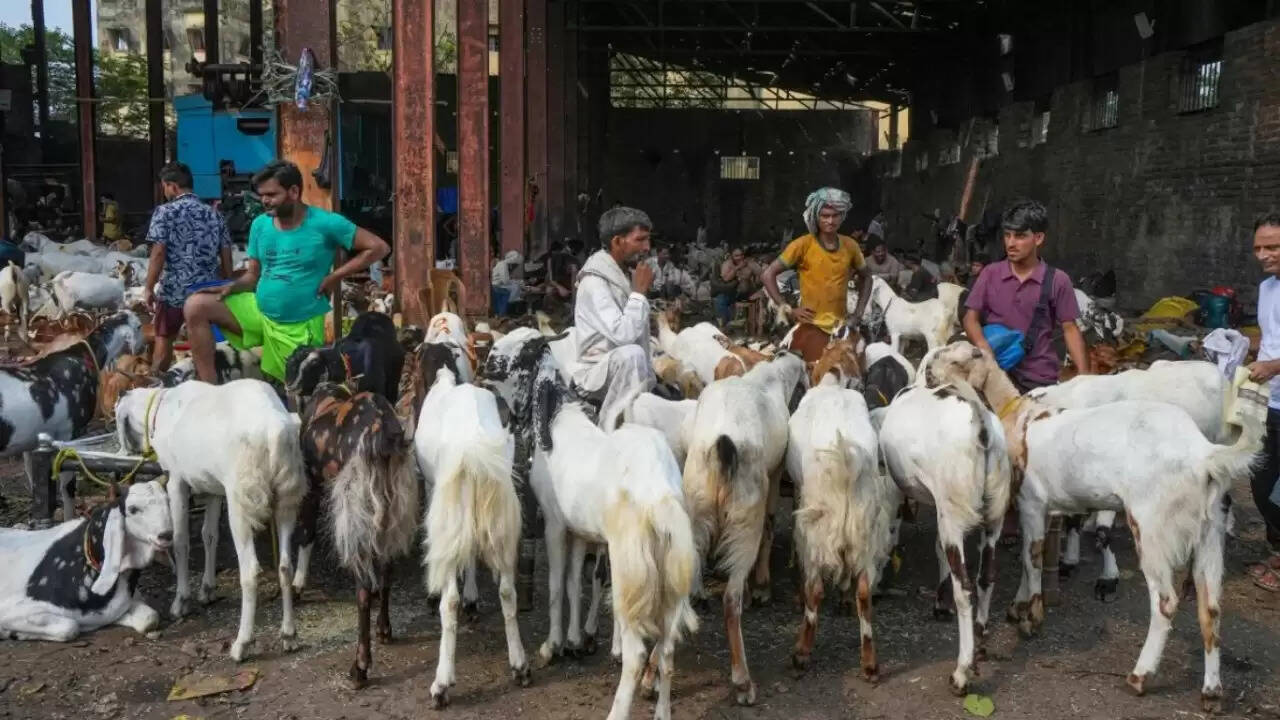बकरीद 2025 के लिए राजस्थान के बकरों की अंतरराष्ट्रीय मांग में तेजी