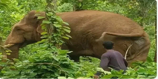 घटते जंगल और सिमटते हाथी गलियारे बढ़ा रहे मानव-हाथी संघर्ष