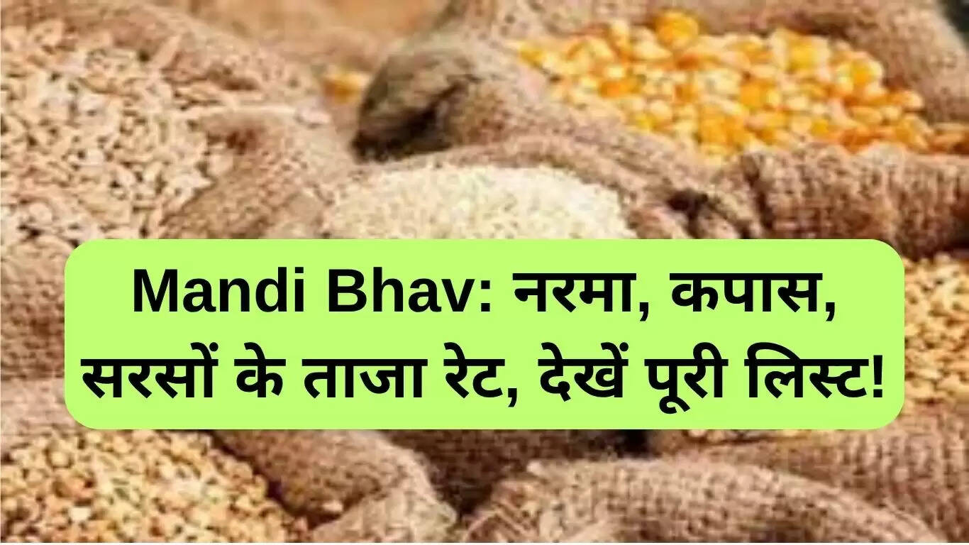 सिरसा मंडी के ताजा भाव: कपास और सरसों के रेट में बदलाव