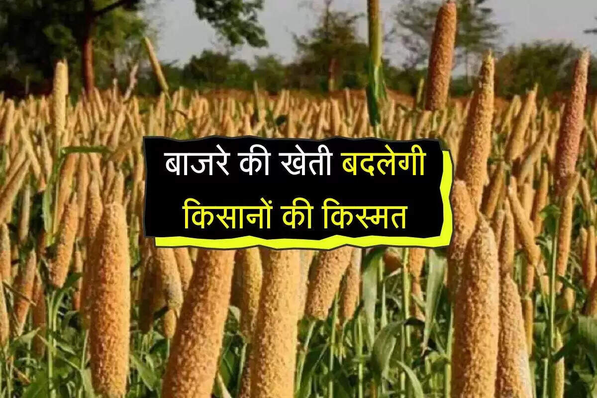 राजस्थान के किसान ने बाजरे से बदली किस्मत, विदेशों में भी हो रही बिक्री
