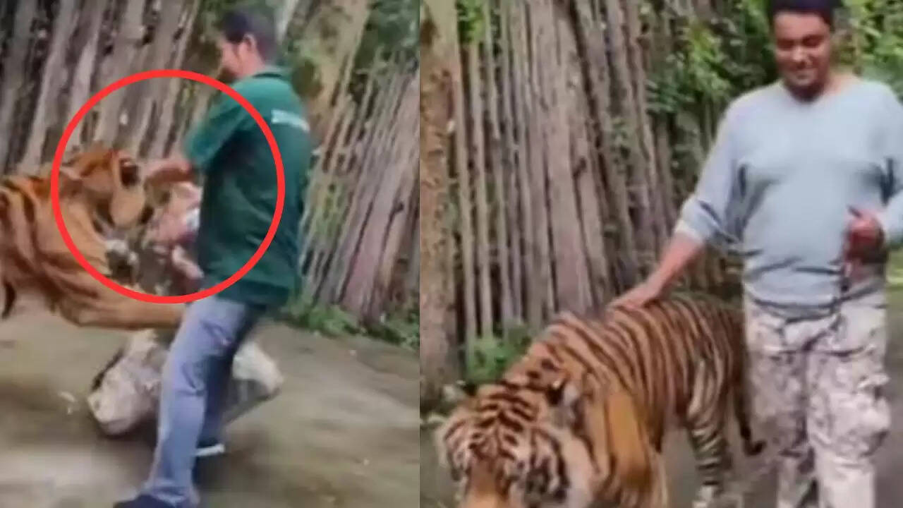 फुकेट में भारतीय पर्यटक पर तेंदुए का हमला: सेल्फी लेने की कोशिश में हादसा