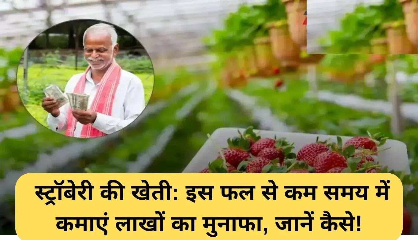 स्ट्रॉबेरी की खेती: कम समय में लाखों की कमाई का सुनहरा मौका