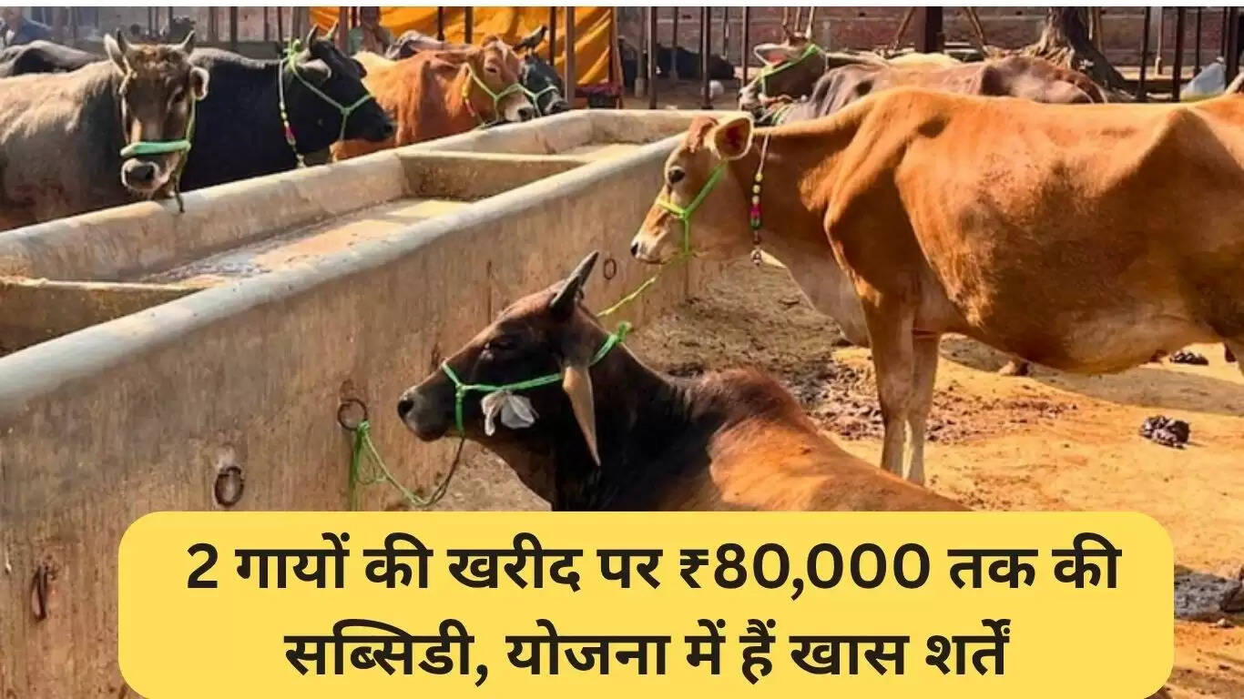 उत्तर प्रदेश में गाय खरीद पर 80,000 रुपये तक की सब्सिडी योजना