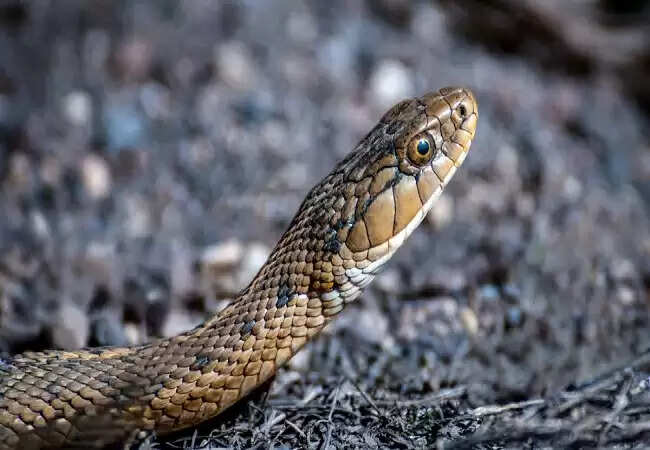 11 वर्षीय बच्चे ने दादी की जान बचाने के लिए सांप से लड़ा, जान गंवाई