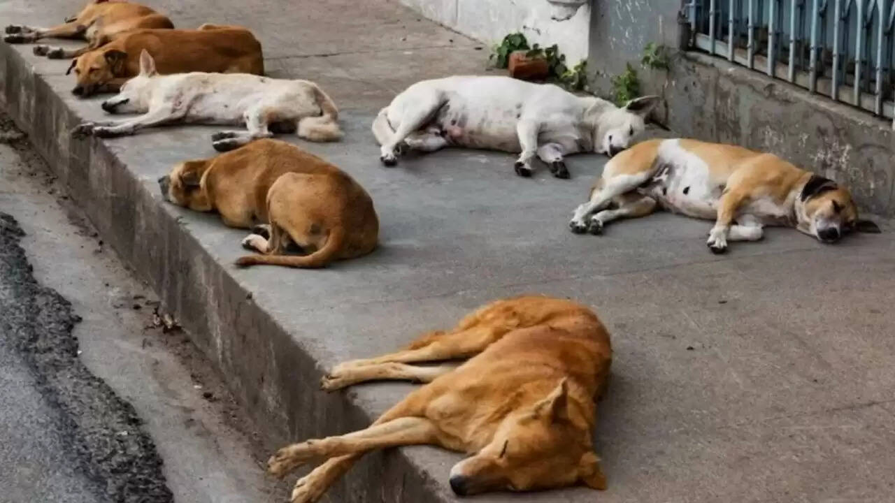 तेलंगाना में आवारा कुत्तों की हत्या: पशु अधिकार कार्यकर्ताओं की चिंता बढ़ी