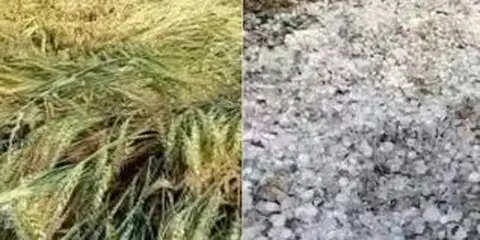 उत्तर भारत में मौसम परिवर्तन: बारिश और ओलावृष्टि से फसलों को नुकसान