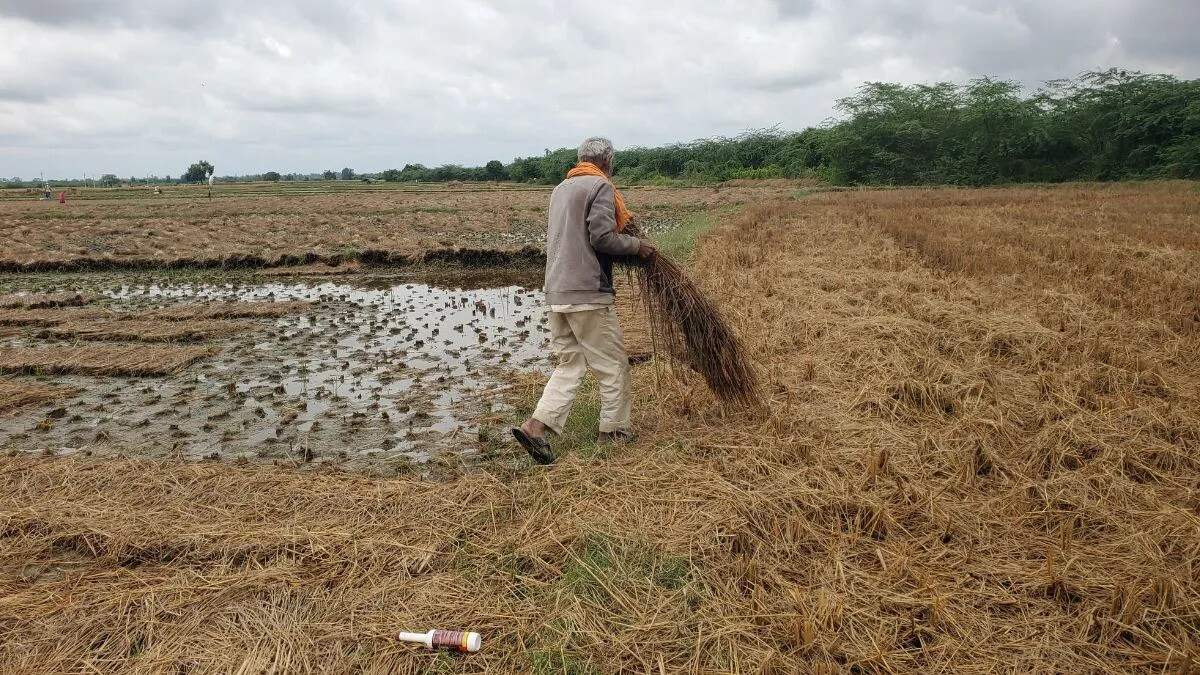 बेमौसम बारिश ने कृषि क्षेत्र में मचाई तबाही, किसानों में आक्रोश