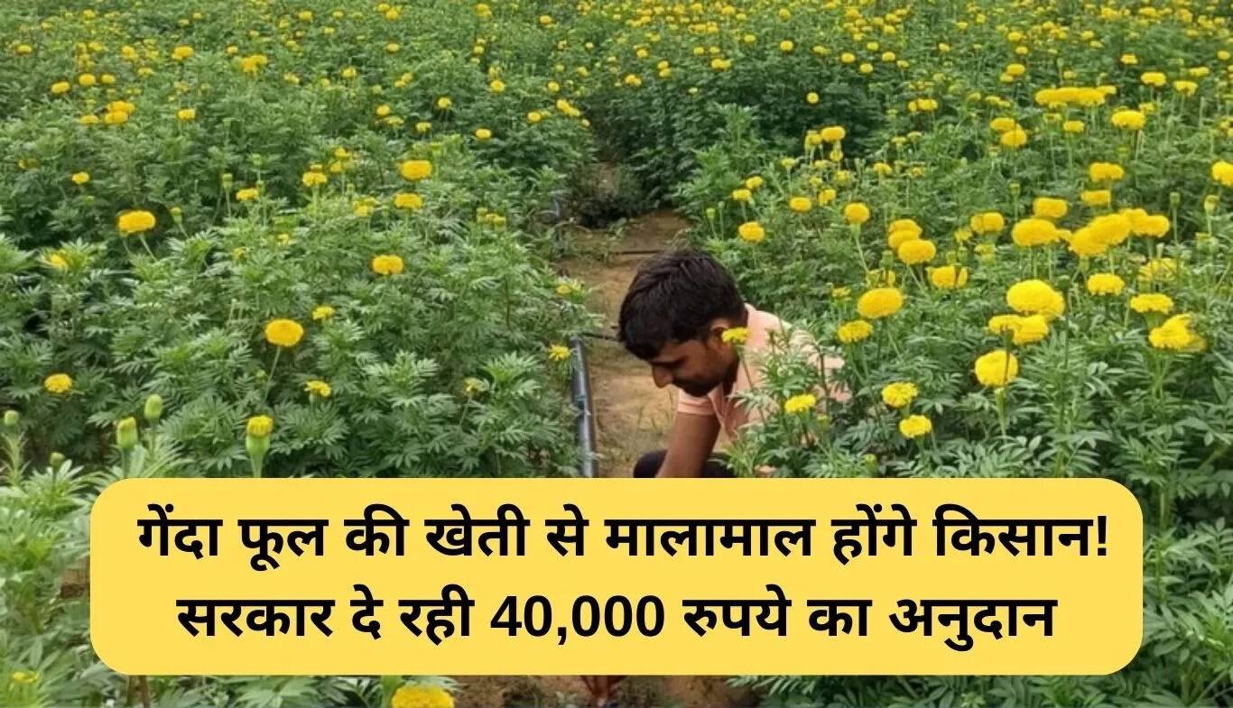 गेंदा फूल की खेती पर बिहार सरकार का 40,000 रुपये का अनुदान