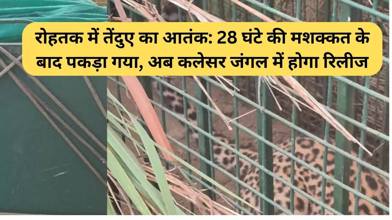 रोहतक में तेंदुए का आतंक: 28 घंटे की मेहनत के बाद पकड़ा गया, अब कलेसर जंगल में छोड़ा जाएगा