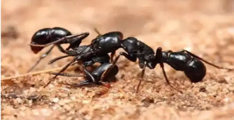 गर्मियों में चीटियों से छुटकारा पाने के आसान उपाय