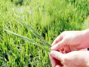 धान की फसल को कीटों और रोगों से बचाने के उपाय