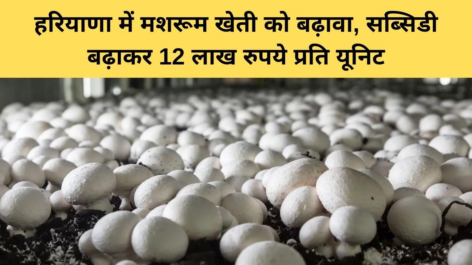 हरियाणा में मशरूम खेती को बढ़ावा देने के लिए सब्सिडी में वृद्धि