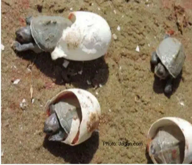 आगरा - चंबल नदी के रेत से लेकर नदी की धारा तक कछुआ नवजातोंं की साँसों का सफ़र