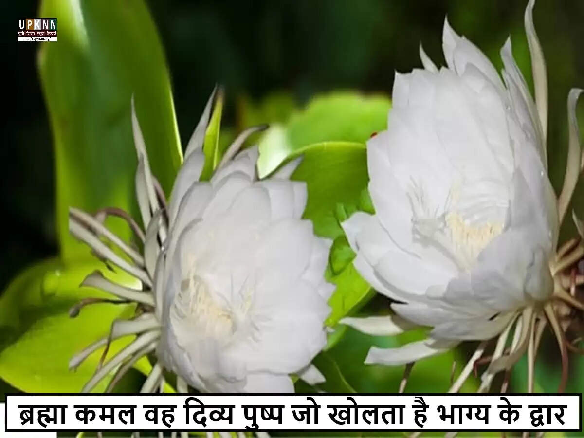 ब्रह्मा कमल: एक दिव्य पुष्प जो लाता है भाग्य और समृद्धि