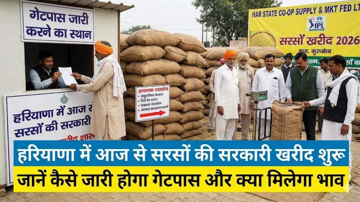 सरसों की सरकारी खरीद का शुभारंभ, प्राइवेट रेट्स ने किसानों को दिया लाभ