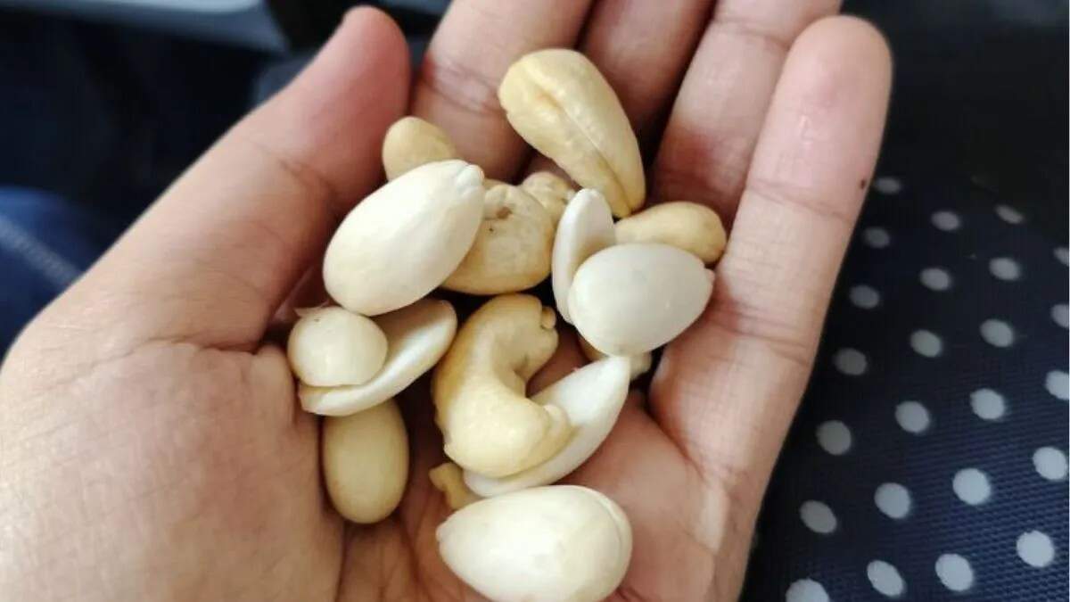 भारत में काजू उत्पादन 2024: महाराष्ट्र का प्रमुख स्थान