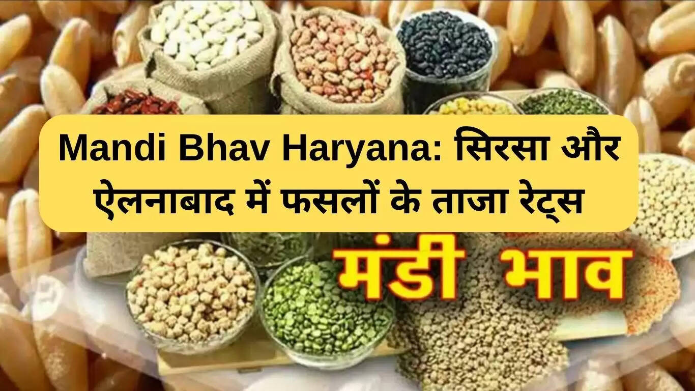 हरियाणा की मंडियों में फसलों के ताजा भाव: सिरसा और ऐलनाबाद की जानकारी