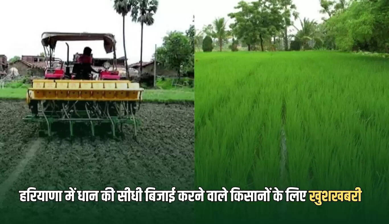 हरियाणा में किसानों के लिए धान की सीधी बिजाई की सुविधा