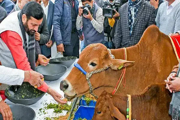 हरियाणा में आवारा पशुओं से मुक्ति की दिशा में कदम