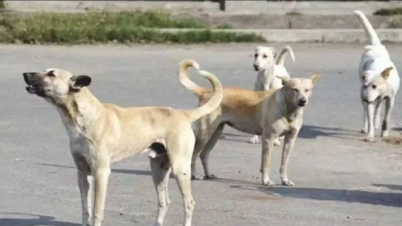 तेलंगाना में आवारा कुत्तों की हत्या: चुनावी वादों के नाम पर उठे गंभीर सवाल