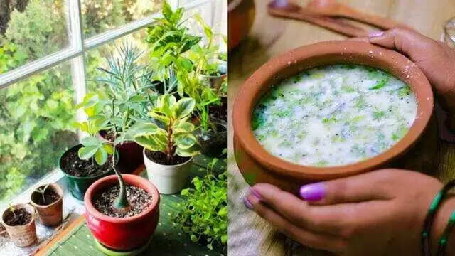 छाछ का जादू: अपने पौधों को हरा-भरा और फलदार बनाने के आसान तरीके