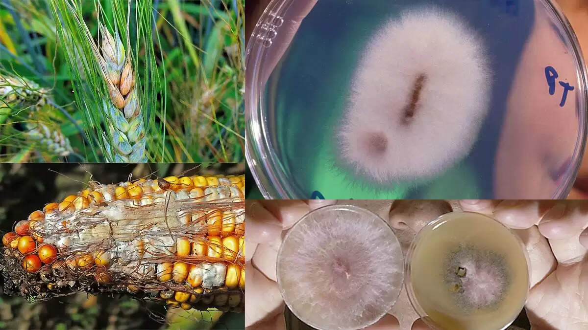 चीन का नया खतरा: Fusarium Graminearum वायरस अमेरिका में घुसपैठ