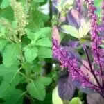 तुलसी पूजा के नियम: घर में कृष्ण और राम तुलसी रखने के लाभ