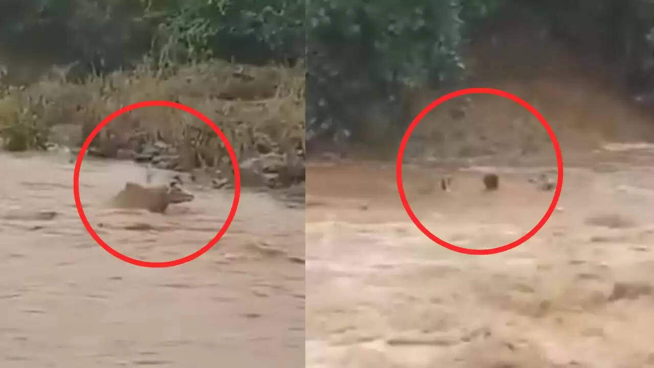 छिंदवाड़ा में बाढ़ के दौरान किसान की बहादुरी ने बचाई जान