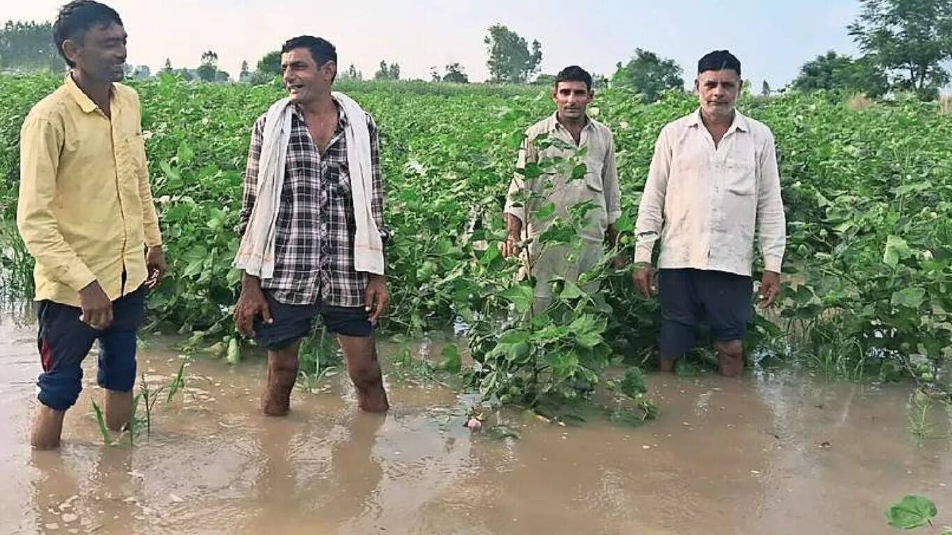फतेहाबाद में बारिश से फसलों को भारी नुकसान, किसानों की चिंताएं बढ़ीं