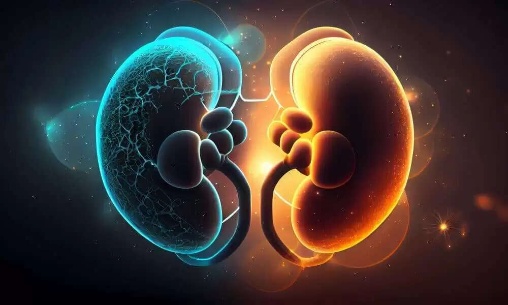गुर्दे के स्वास्थ्य को नुकसान पहुँचाने वाली 5 आदतें