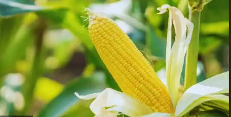 प्रयागराज का मक्का अब ताइवान में करेगा निर्यात, किसानों को मिलेगा लाभ