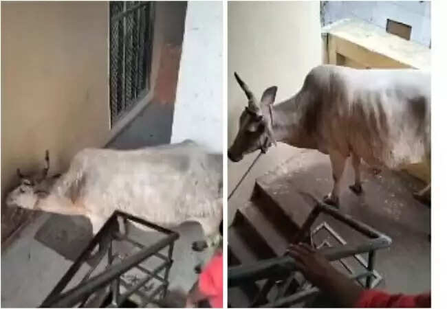 लखनऊ में चौथी मंजिल से गाय का सफल रेस्क्यू