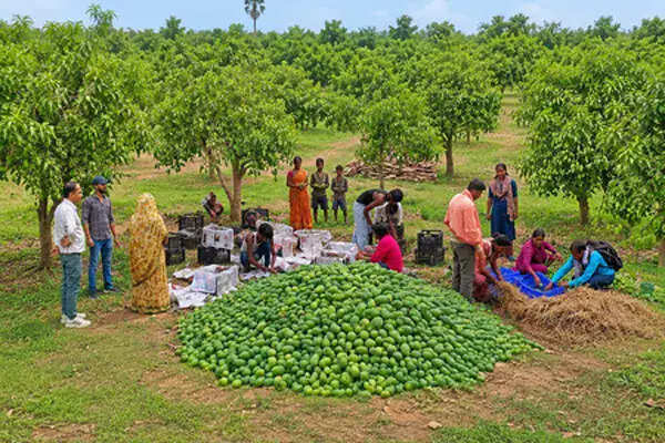झारखंड से आमों का निर्यात: पहली खेप यूके के लिए रवाना