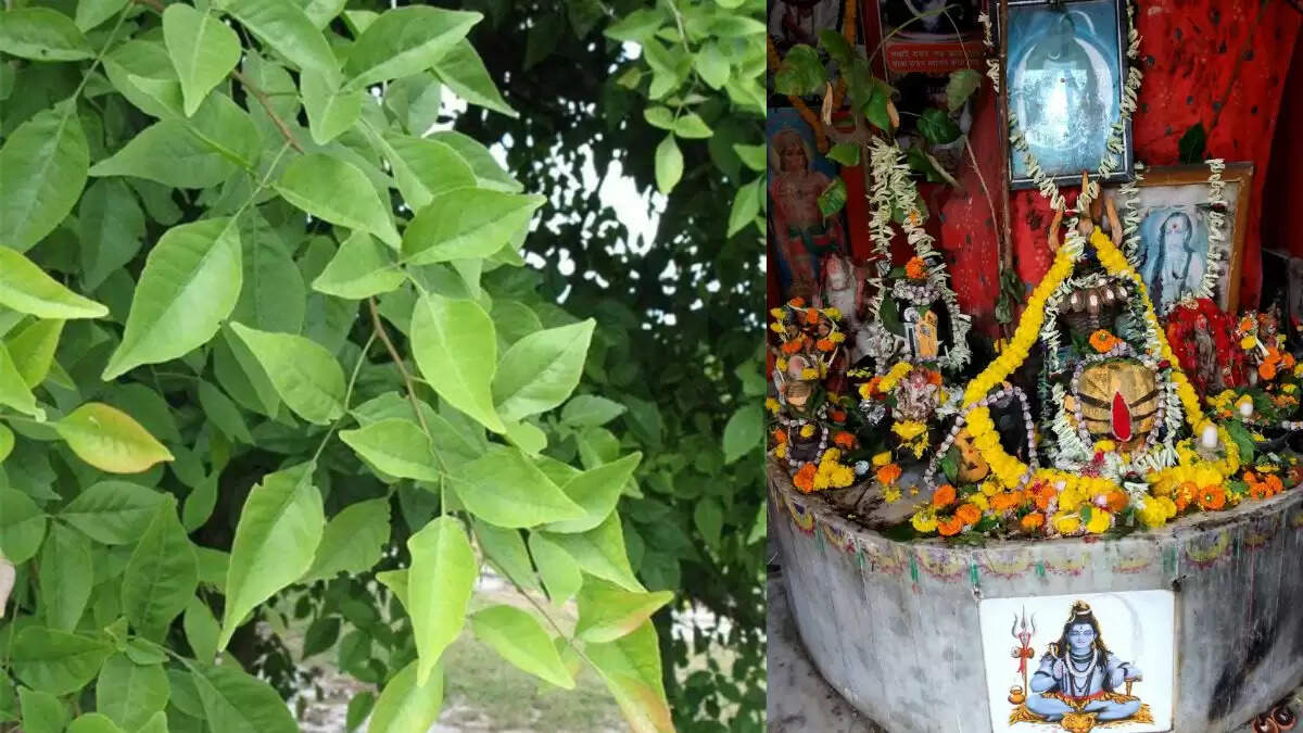 बेलपत्र: शिव पूजा में इसका महत्व और विभिन्न प्रकार