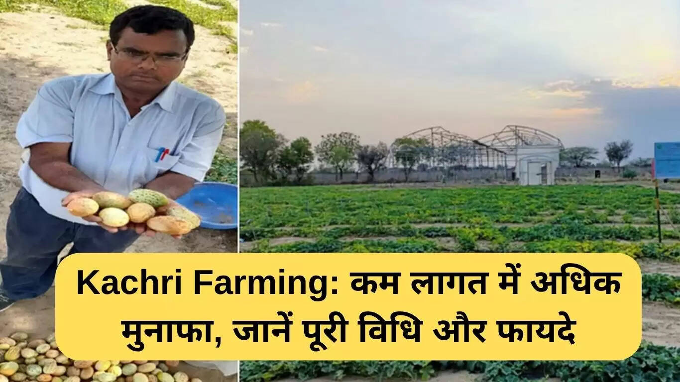 कचरी की खेती: कम लागत में अधिक लाभ के लिए सम्पूर्ण विधि और लाभ