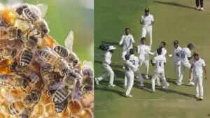 मैदान पर मधुमक्खियों के हमले से खिलाड़ियों में हड़कंप, एक अंपायर की मौत