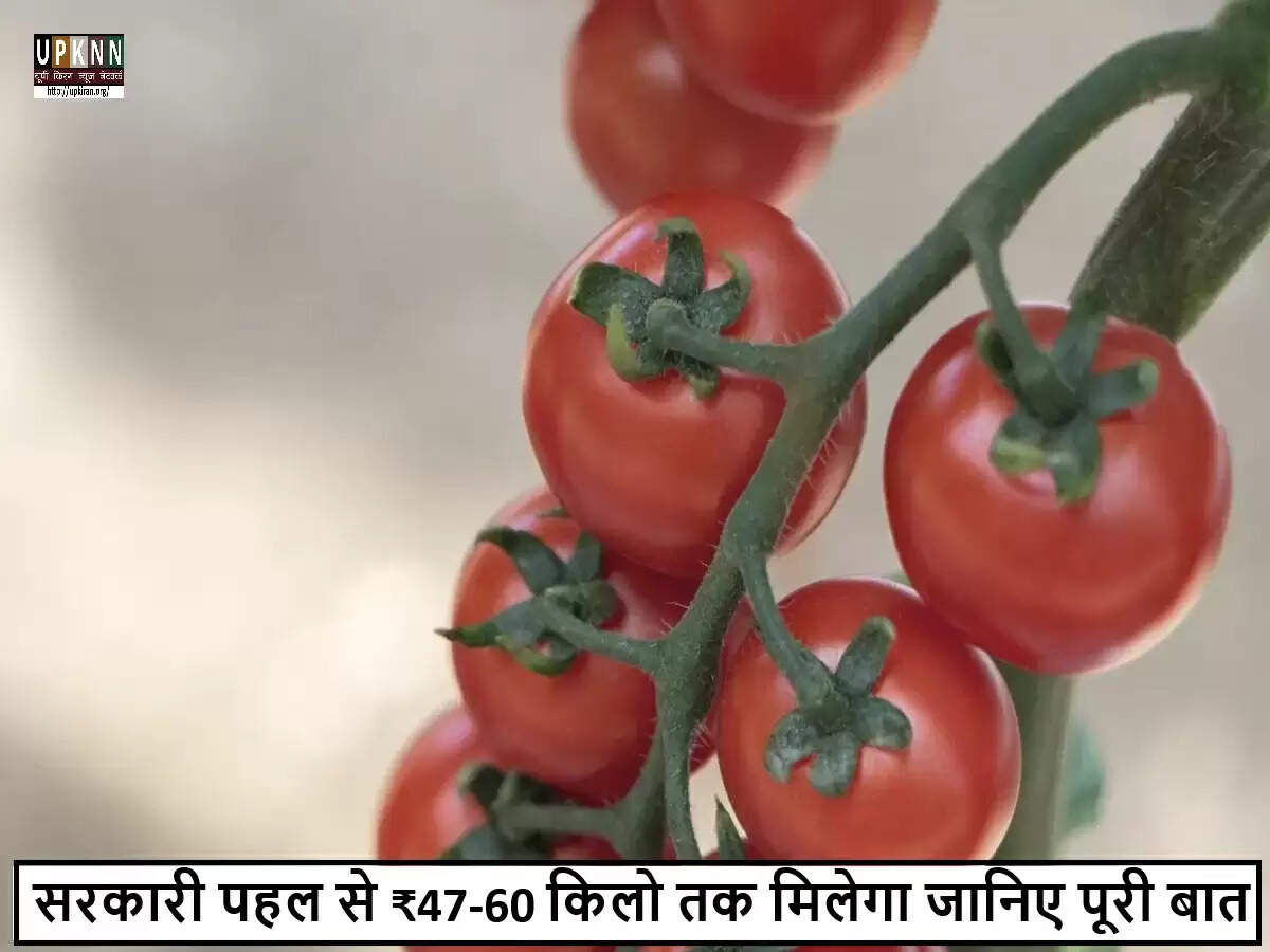 दिल्ली में टमाटर की सब्सिडी बिक्री शुरू, कीमतें ₹47-60 प्रति किलोग्राम