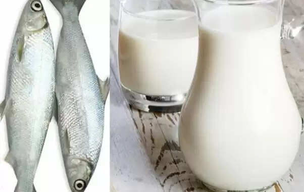 क्या मछली खाने के बाद दूध पीना सही है? जानें विशेषज्ञों की राय