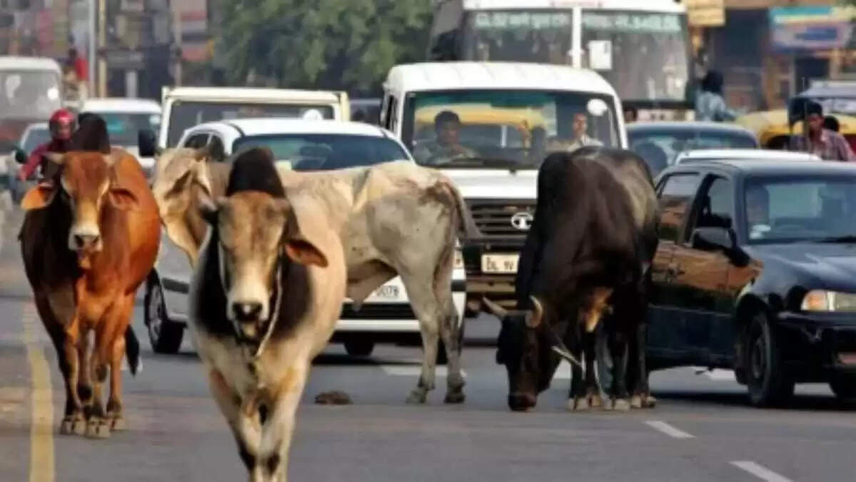छत्तीसगढ़ में आवारा मवेशियों पर सख्त कार्रवाई के आदेश