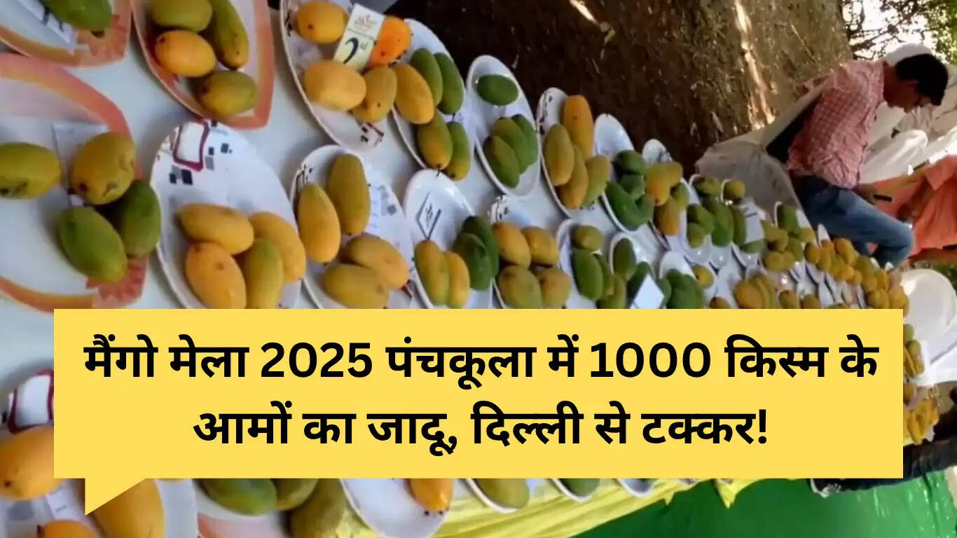 पिंजौर आम मेला 2025: 1000 किस्मों के आमों का जादू