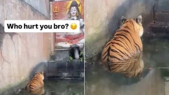 बाघ की ध्यान मुद्रा में भगवान शिव की मूर्ति के सामने अद्भुत वीडियो वायरल