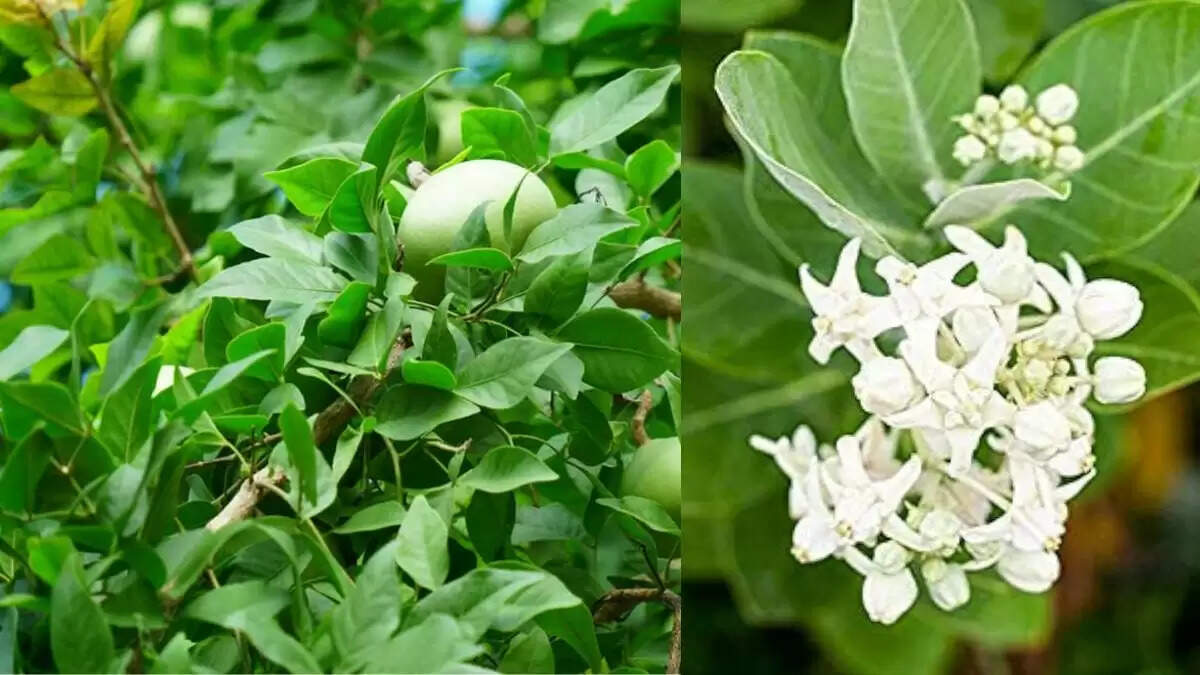 सावन में पौधे लगाने के लाभ: घर में सुख और समृद्धि लाने वाले 5 पौधे