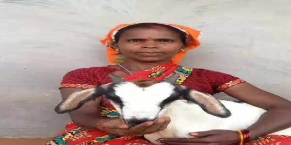 बलरामपुर : शामपति ने महतारी वंदन योजना की राशि से शुरू किया बकरी पालन, आर्थिक स्थिति में आया सुधार
