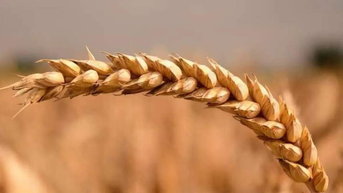 हरियाणा में गेहूं बीज पर सब्सिडी में वृद्धि, किसानों को मिलेगा लाभ
