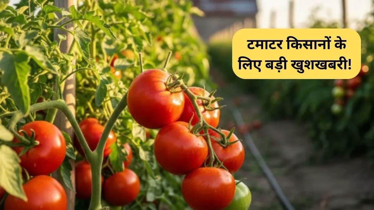 नई सीजेंटा टमाटर किस्म: किसानों के लिए लाभकारी विकल्प