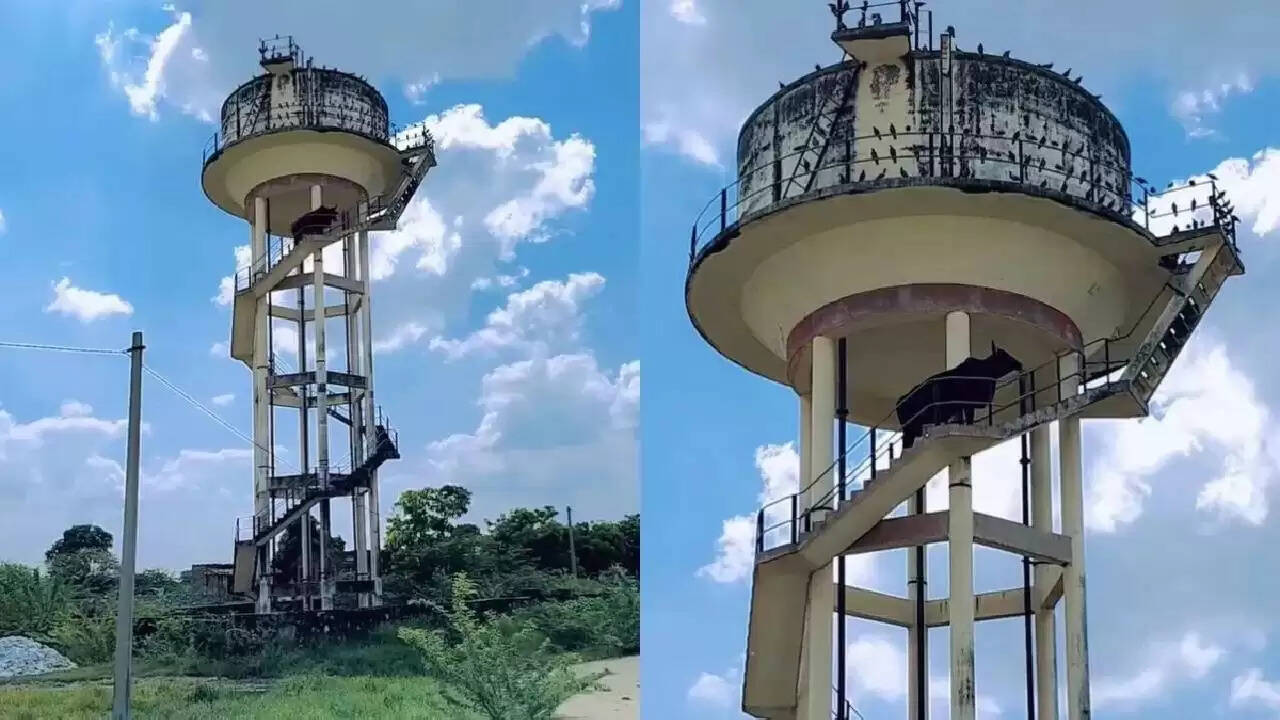 राजस्थान में सांड ने 60 फीट ऊंचे टैंक पर चढ़कर सबको चौंकाया