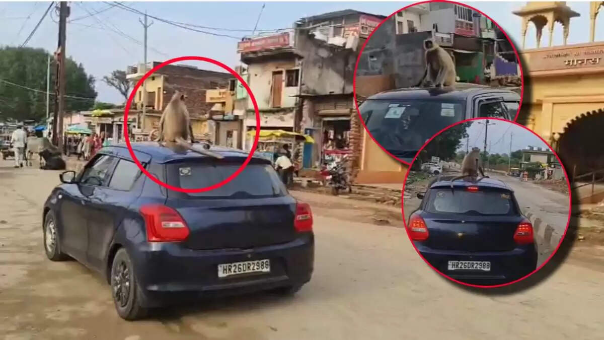 सतना में लंगूर की अनोखी सवारी, कार की छत पर किया नगर भ्रमण