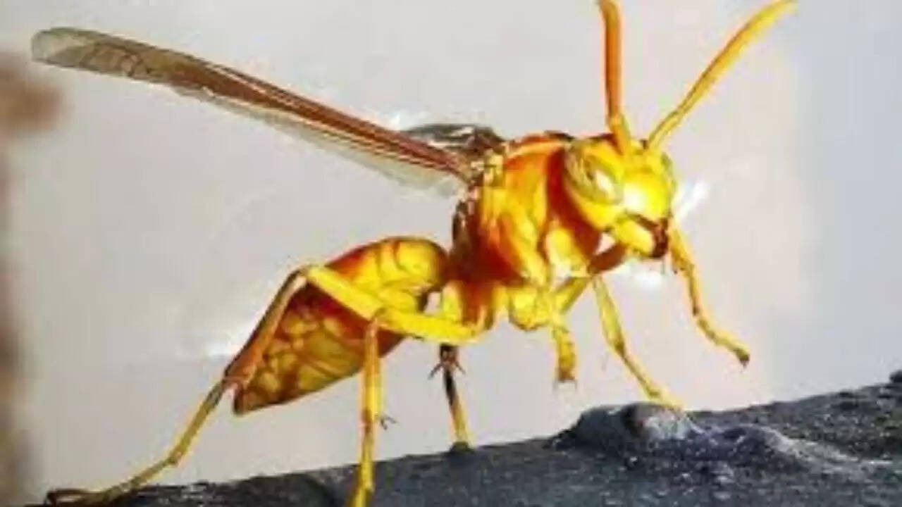 चीन में ततैयों के हमले से दो बच्चों की मौत: क्या है इस दर्दनाक घटना की कहानी?