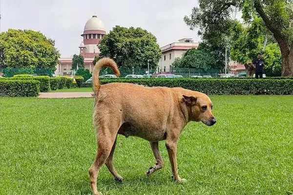 सुप्रीम कोर्ट का कड़ा रुख: आवारा कुत्तों के काटने पर डॉग लवर्स भी होंगे जिम्मेदार