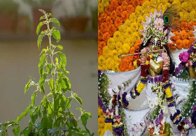 जन्माष्टमी 2025: तुलसी के उपायों से जागेगा भाग्य